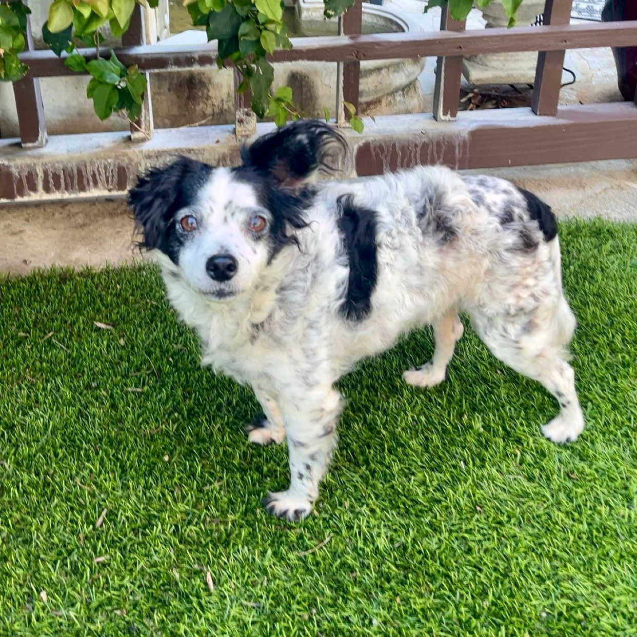 Minnie, ADOPTABLE, Adult Female Mixed Breed & Australian Shepherd.