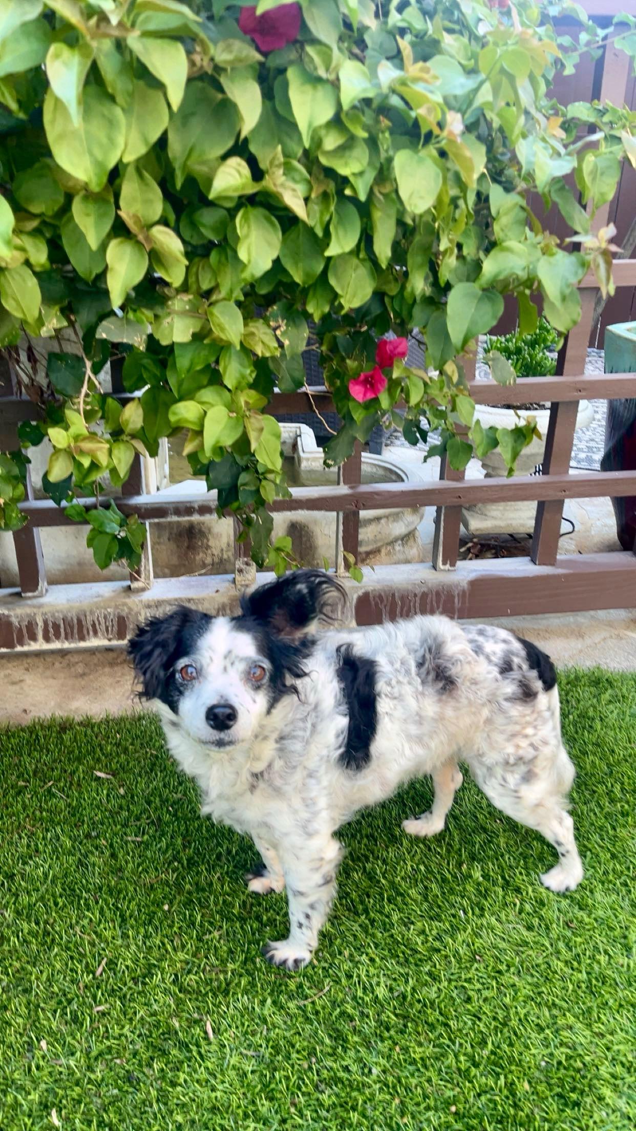 Enlarge Minnie, a ADOPTABLE mixed breed in Santa Ana, CA image 3/6