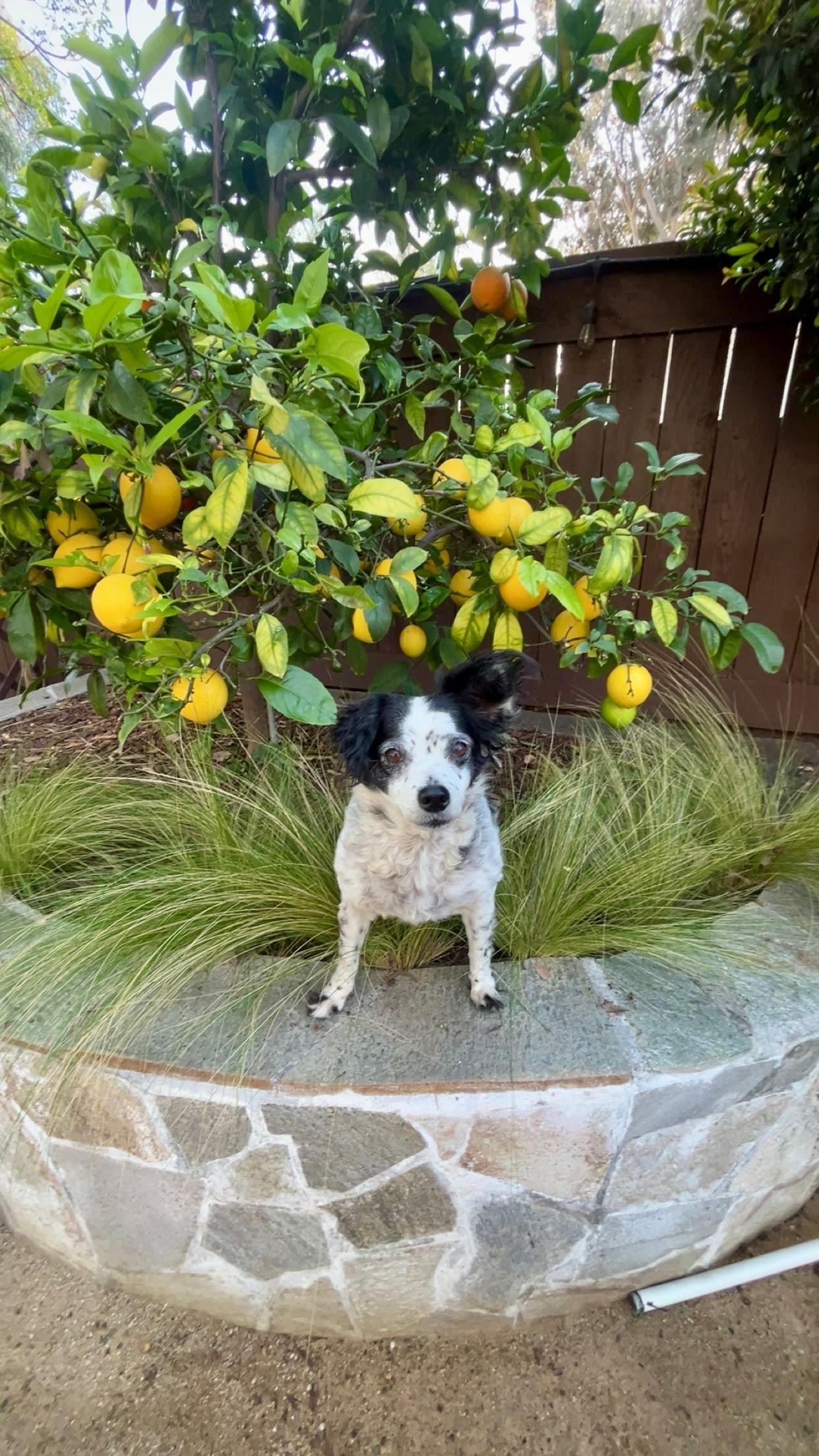 Enlarge Minnie, a ADOPTABLE mixed breed in Santa Ana, CA image 5/6