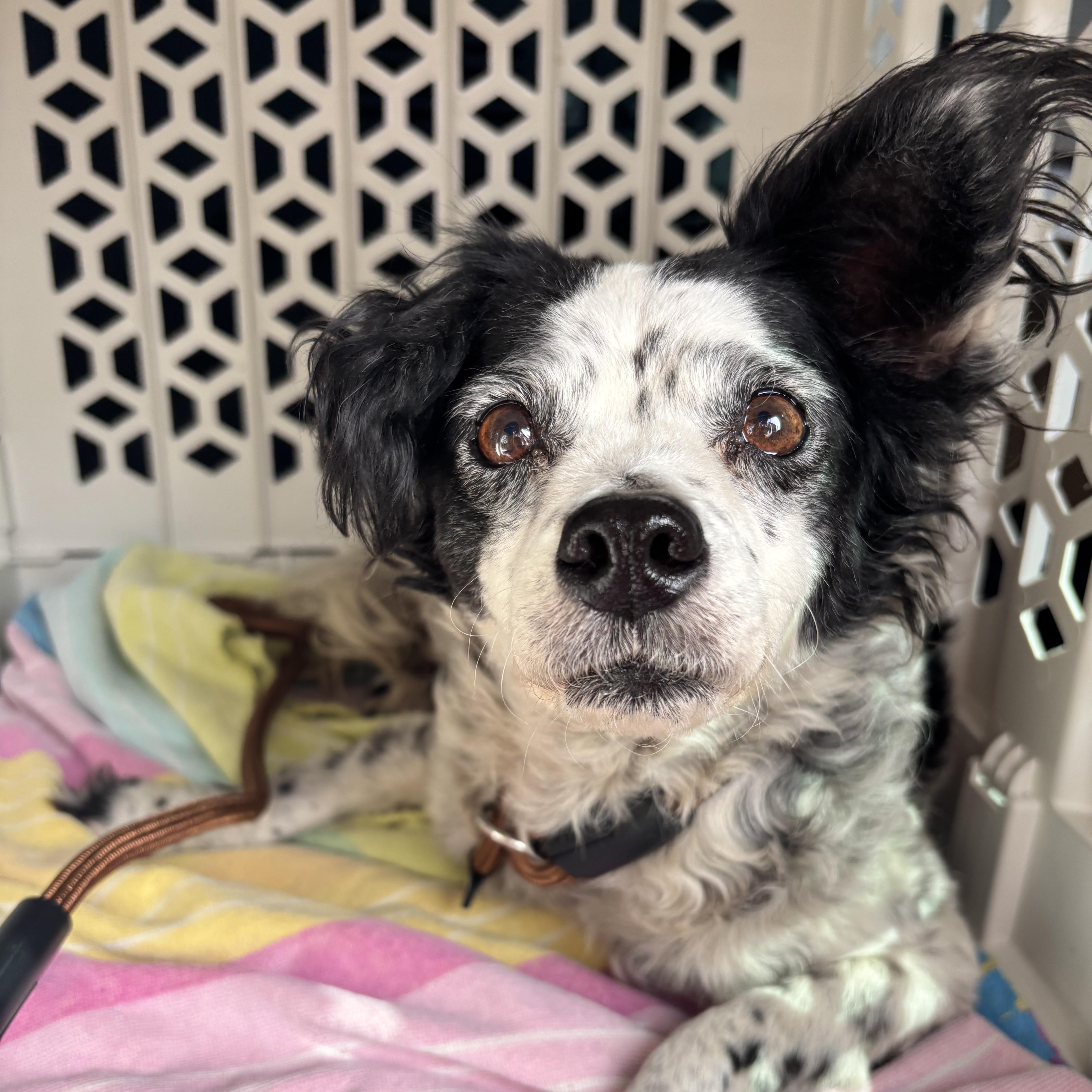 Enlarge Minnie, a ADOPTABLE mixed breed in Santa Ana, CA image 4/6