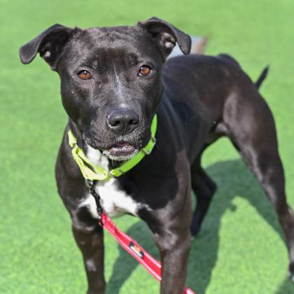 Navaeh, Adopted, Young Female Mixed Breed.