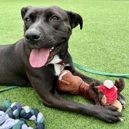 Enlarge Navaeh, a Adopted mixed breed in Westbrook, ME image 2/3