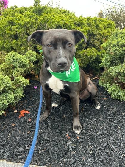 Enlarge Navaeh, a Adopted mixed breed in Westbrook, ME image 3/3