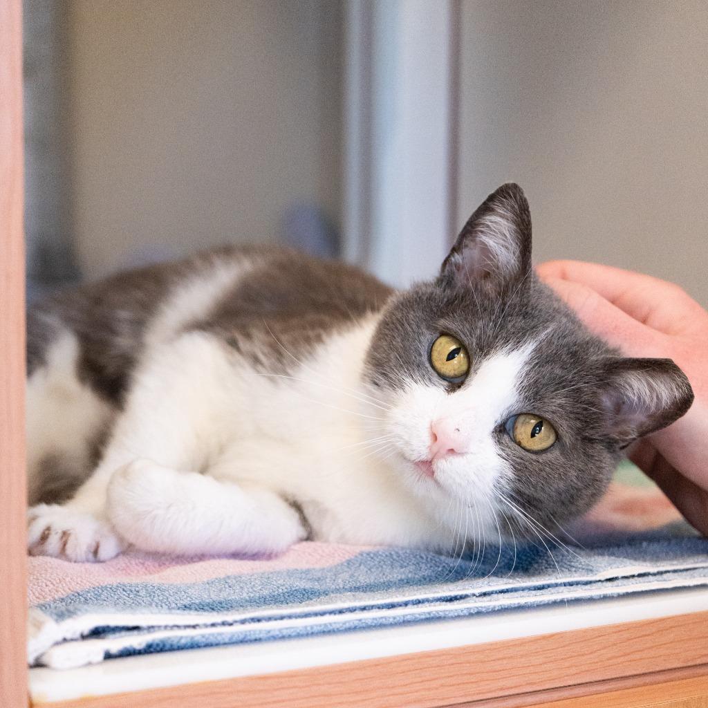 Enlarge Luna *Sponsored Senior, a Adoptable mixed breed in Christiansburg, VA image 1/2