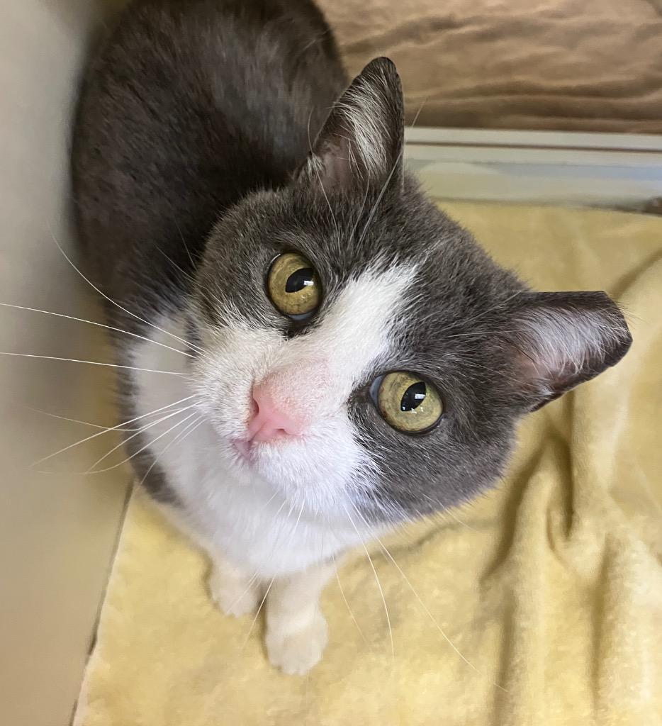 Enlarge Luna, a Adoptable mixed breed in Christiansburg, VA image 1/1