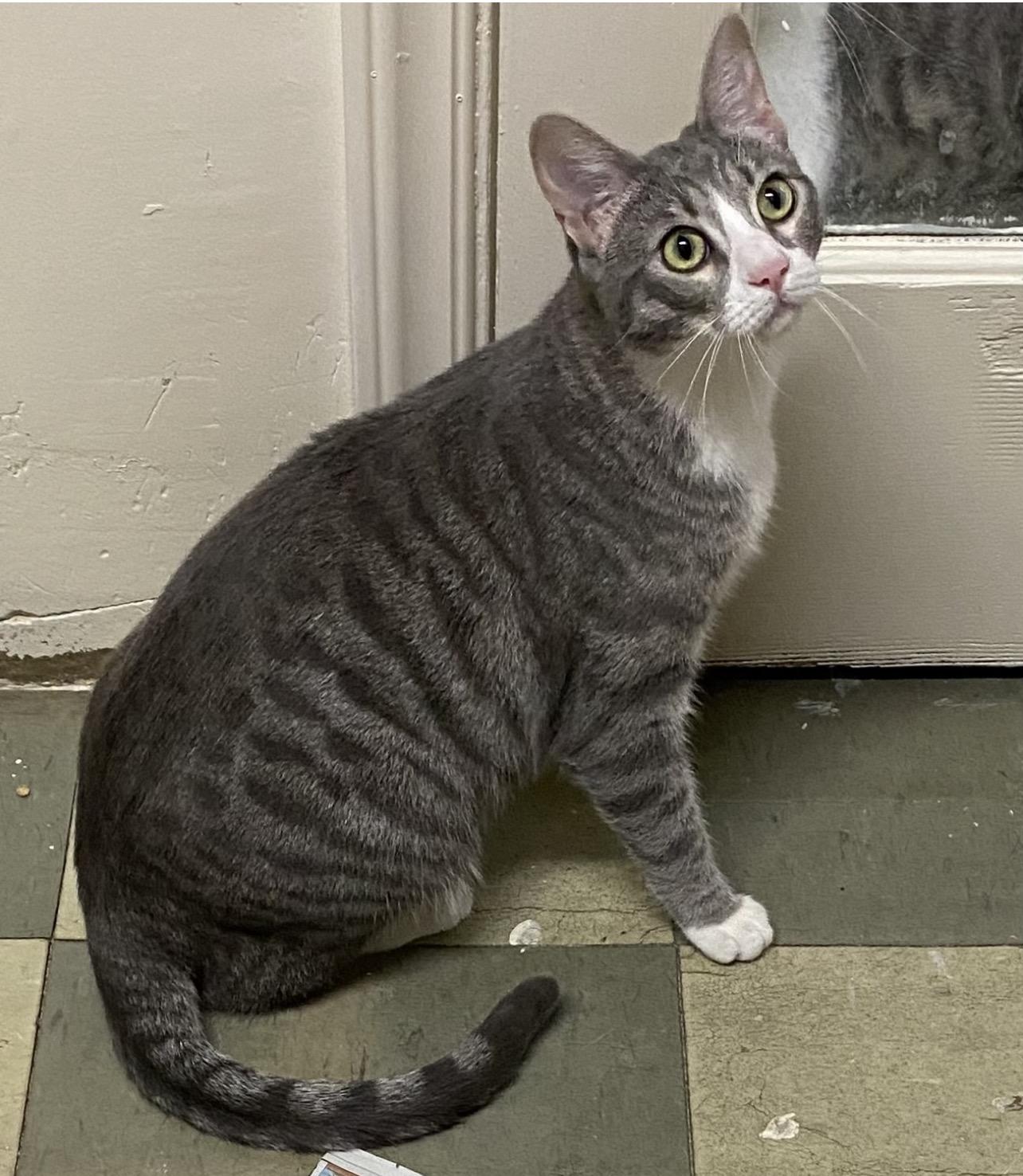 Enlarge Roki (friendly), a Adoptable Domestic Short Hair in Los Angeles, CA image 3/3