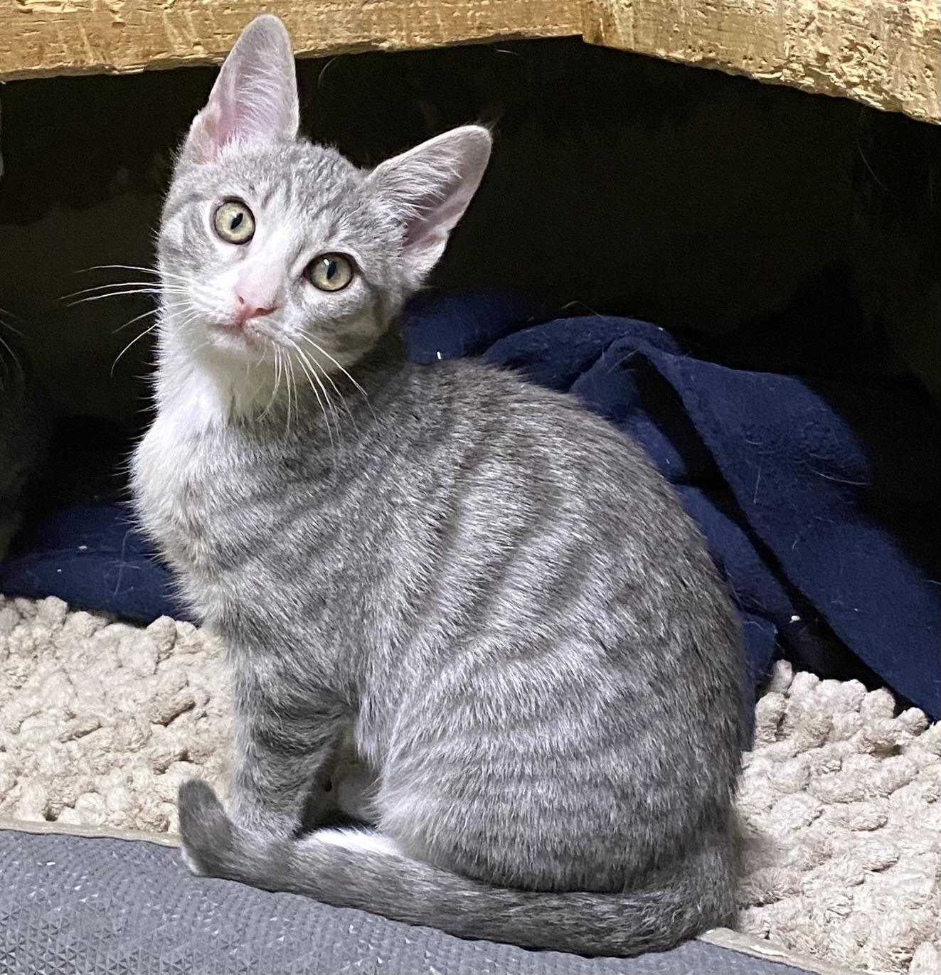 Roki (friendly), Adoptable, Young Female Domestic Short Hair.