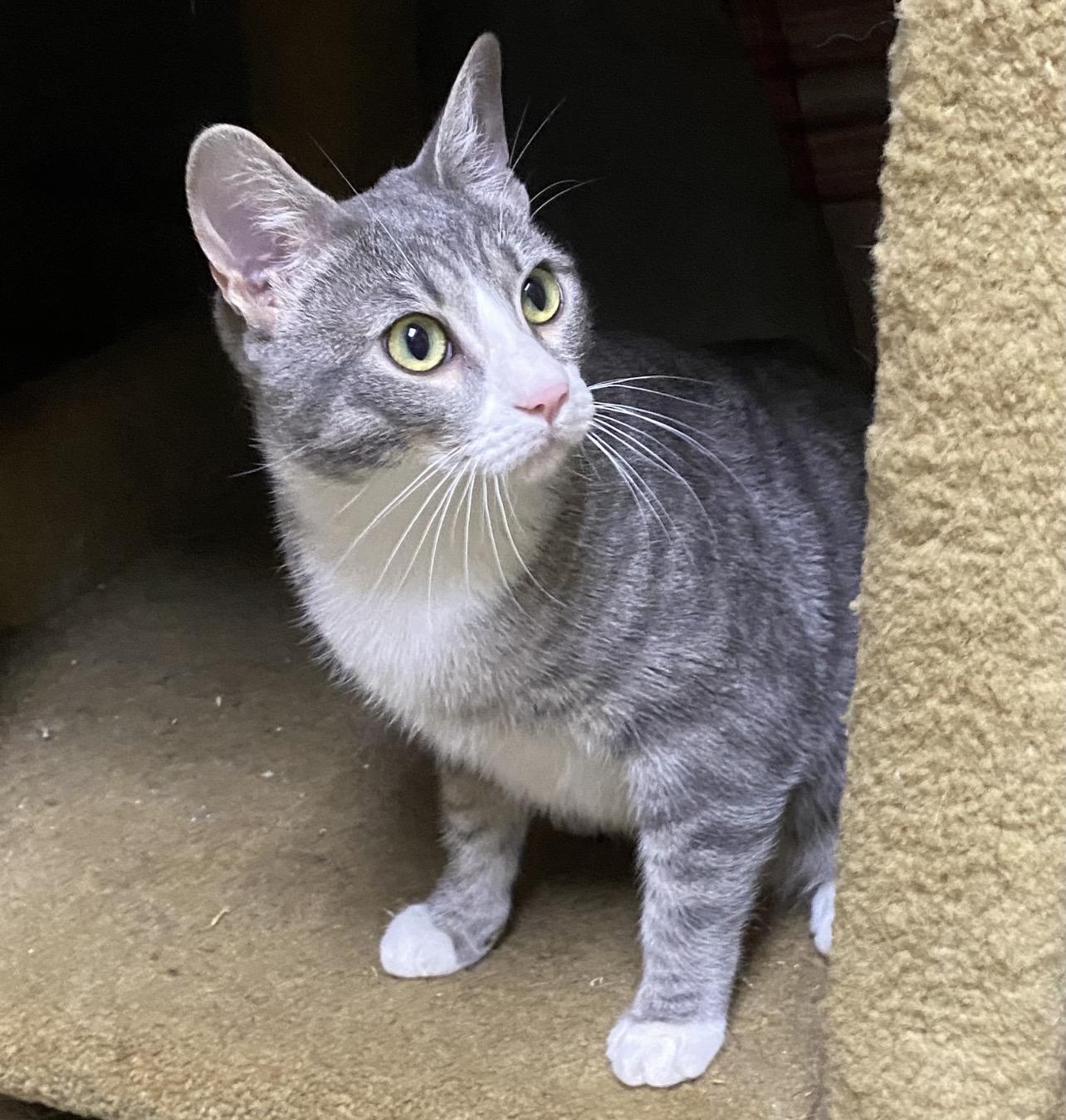 Roki (friendly), Adoptable, Young Female Domestic Short Hair.