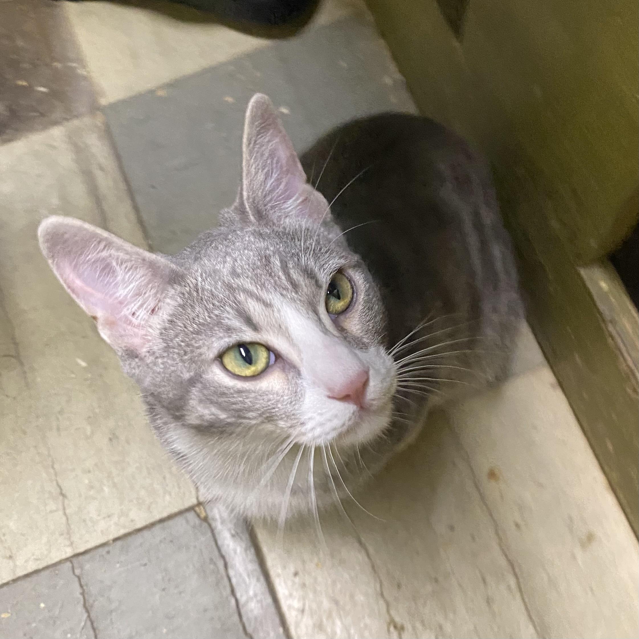 Roki (friendly), Adoptable, Young Female Domestic Short Hair.