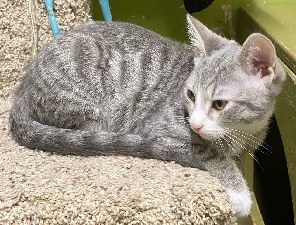 Roki (friendly), a Adoptable Domestic Short Hair in Los Angeles, CA image 4/4