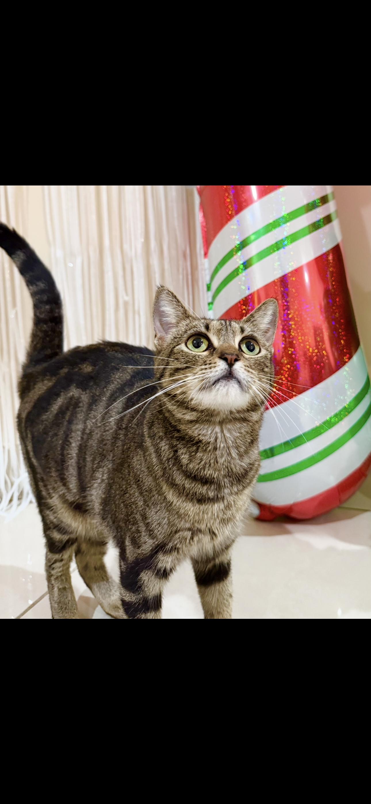 Enlarge Coco, a Adoptable Domestic Short Hair in Nassau, NY image 4/6