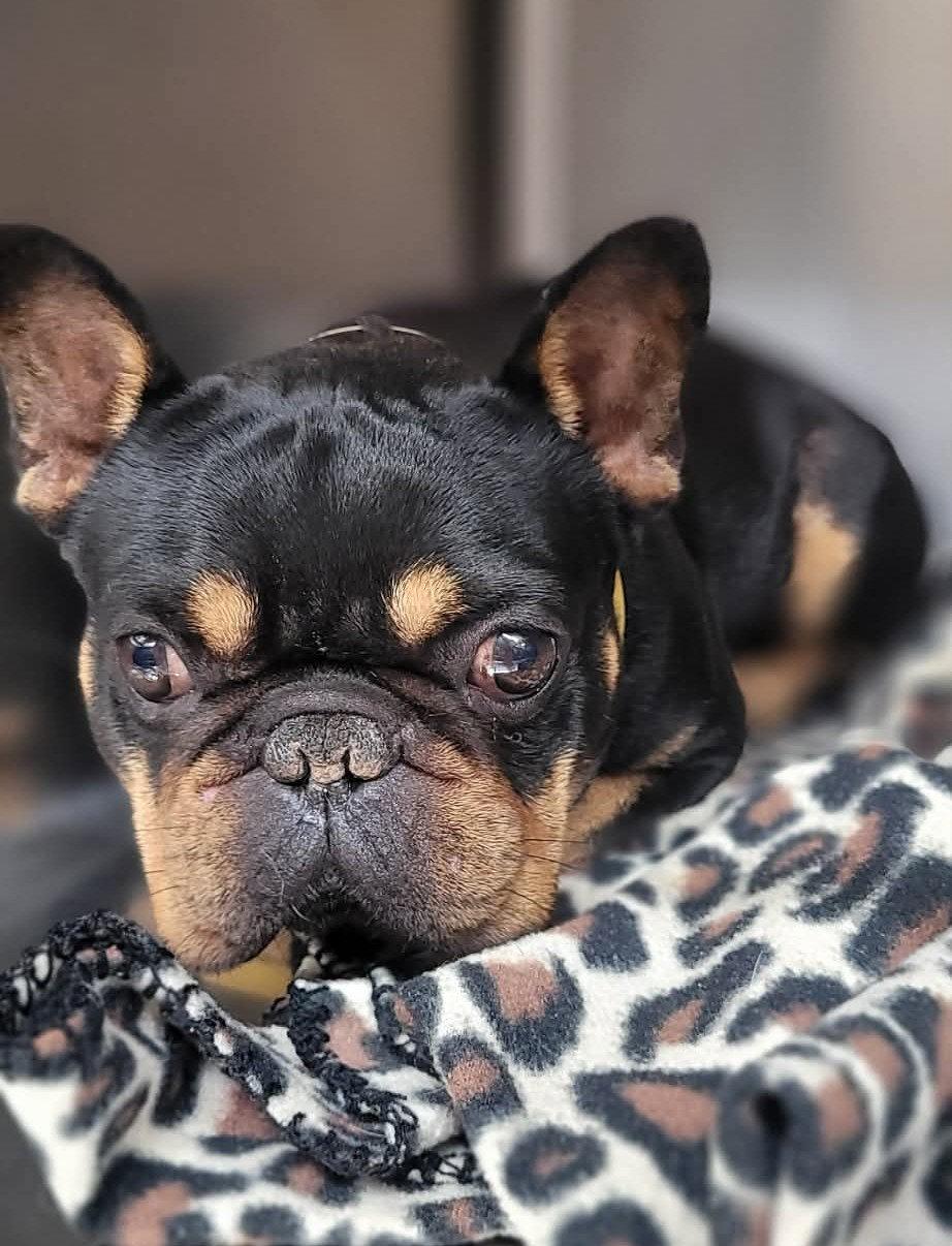 Hamlet SHAR in AR, Adoptable, Young Male French Bulldog.