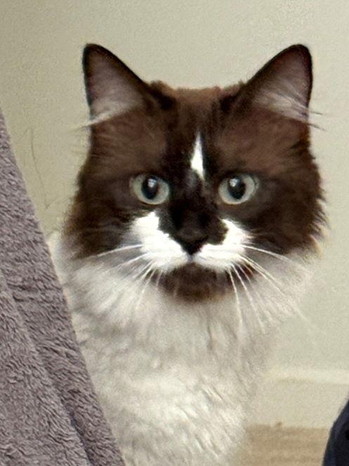 Gemma Brown, Adopted, Adult Female Ragdoll & Domestic Medium Hair.