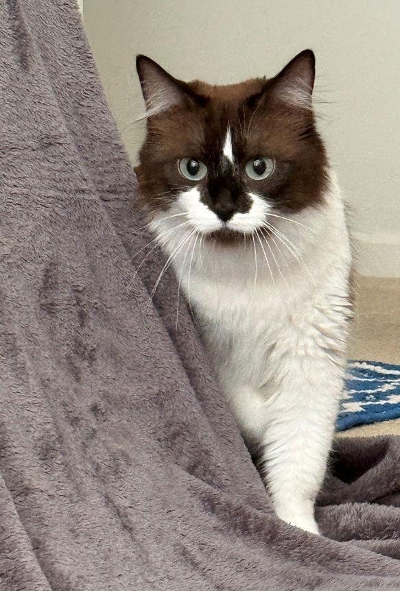 Enlarge Gemma Brown, a Adopted mixed breed in Nashville, TN image 2/3