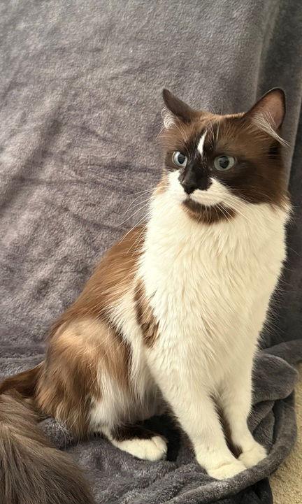 Enlarge Gemma Brown, a Adopted mixed breed in Nashville, TN image 3/3