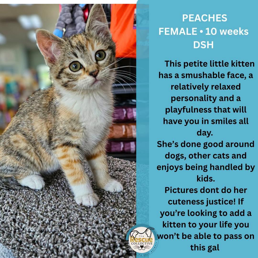 Peaches, ADOPTABLE, Young Female Domestic Short Hair.