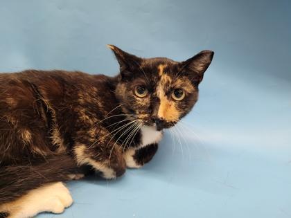 Enlarge Brooklyn, a Adoptable mixed breed in Golden Valley, MN image 1/2