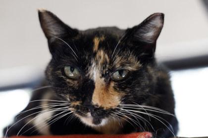 Enlarge Brooklyn, a Adoptable mixed breed in Golden Valley, MN image 2/2