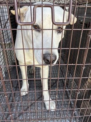 Beau, a Adoptable mixed breed in Fresno, CA image 1/2