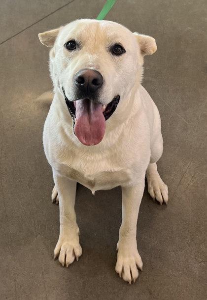 Beau, a Adoptable mixed breed in Fresno, CA image 2/2