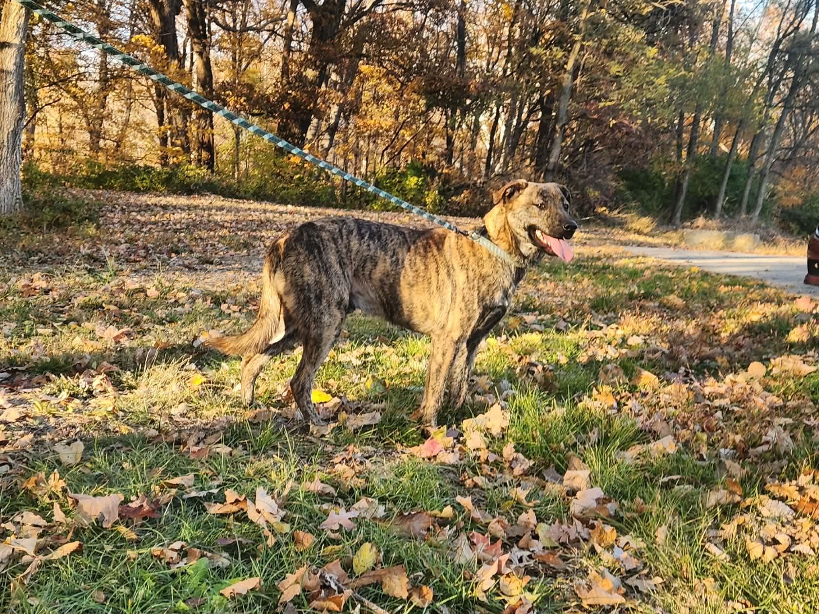 Enlarge cupid, a Adoptable mixed breed in MARION, IN image 1/4