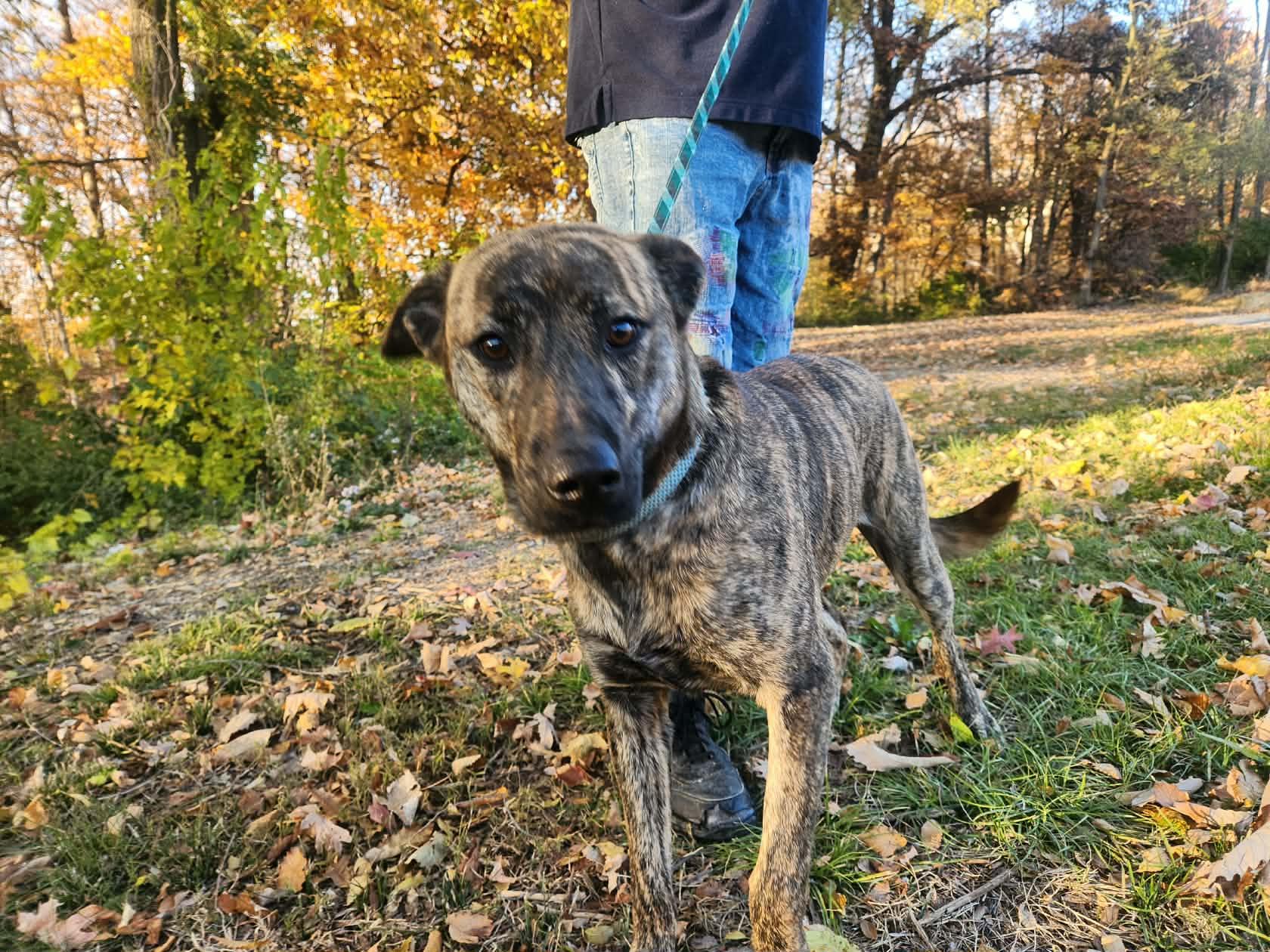 Enlarge cupid, a Adoptable mixed breed in MARION, IN image 2/4
