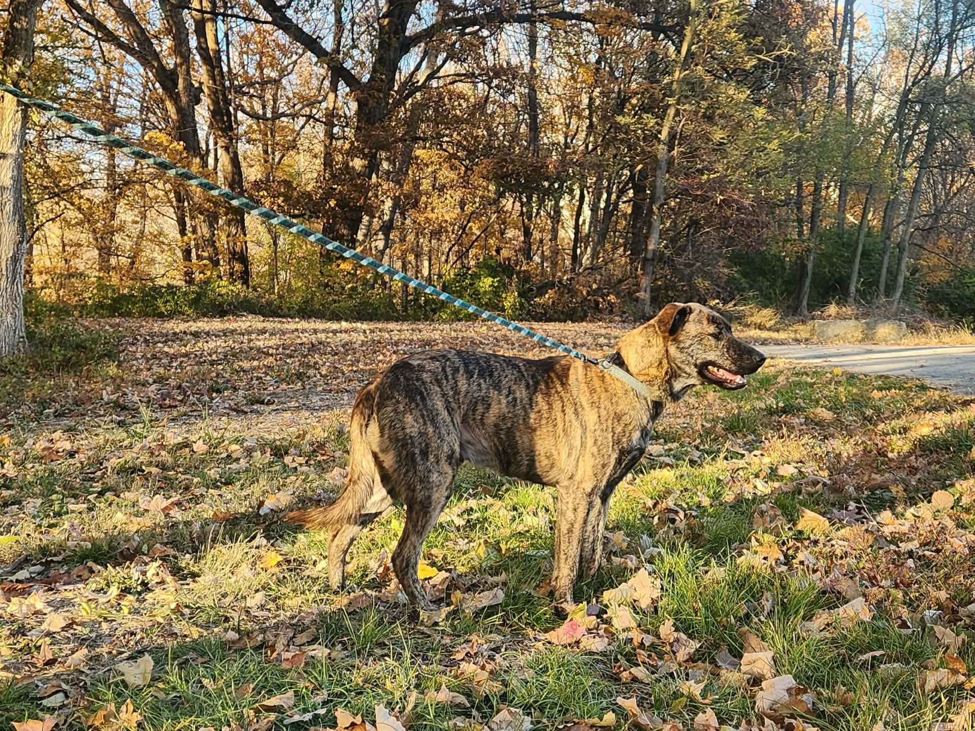 Enlarge cupid, a Adoptable mixed breed in MARION, IN image 3/4
