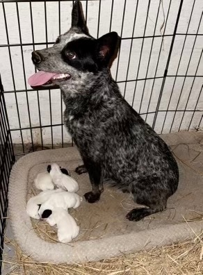 Roxy, Adopted, Young Female Australian Cattle Dog / Blue Heeler.