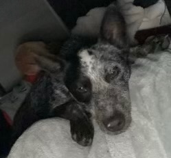 Enlarge Roxy, a Adopted Australian Cattle Dog / Blue Heeler in Lebanon, KY image 2/2