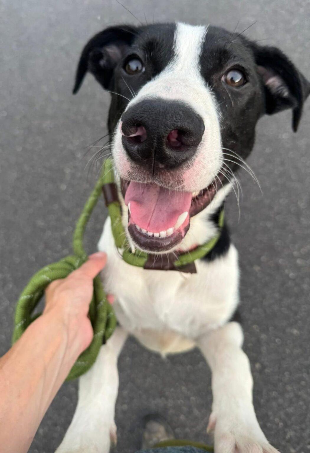 Roland, Adoptable, Young Male Mixed Breed.
