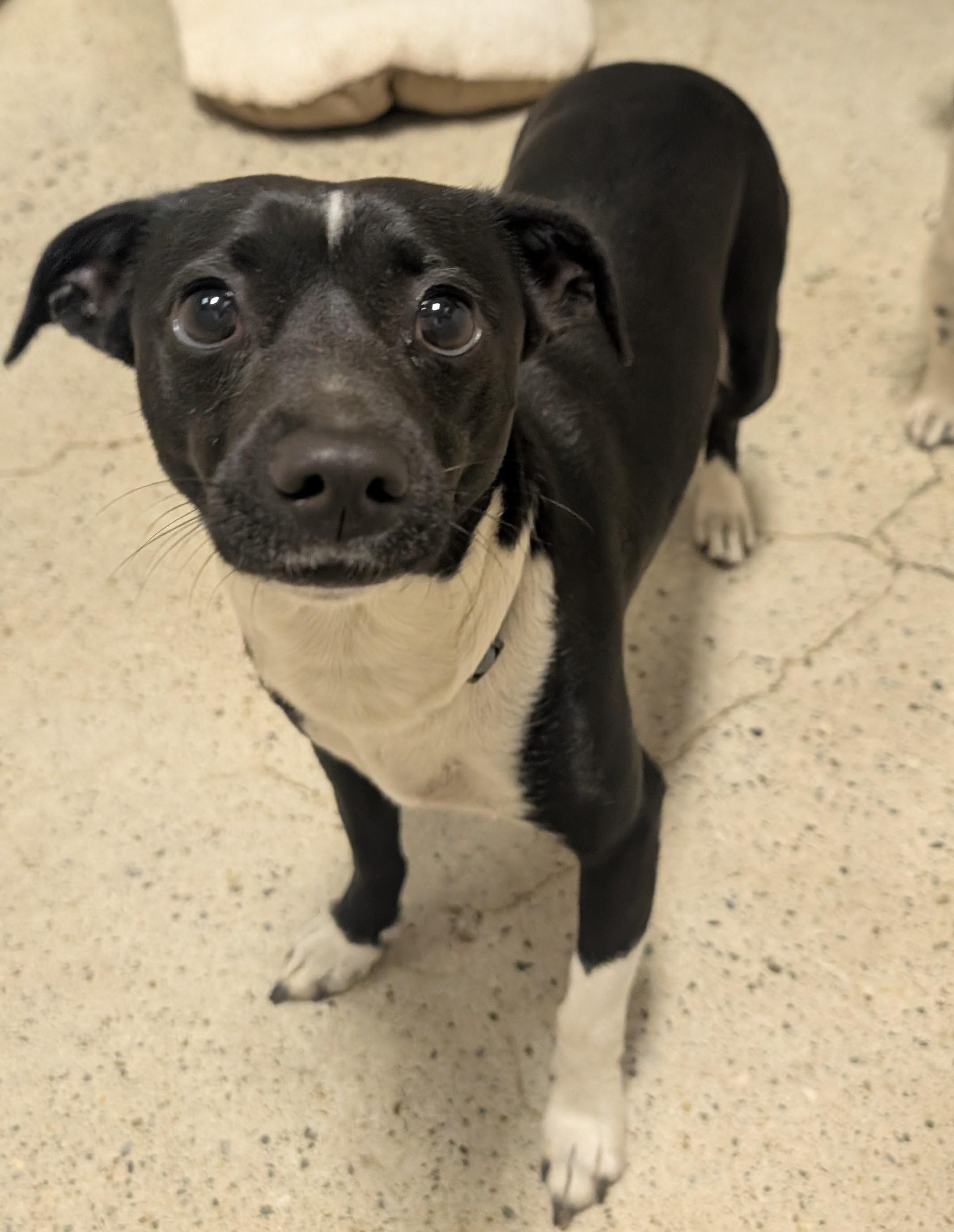 Clara, a Adoptable Chihuahua in Thousand Oaks, CA image 3/4