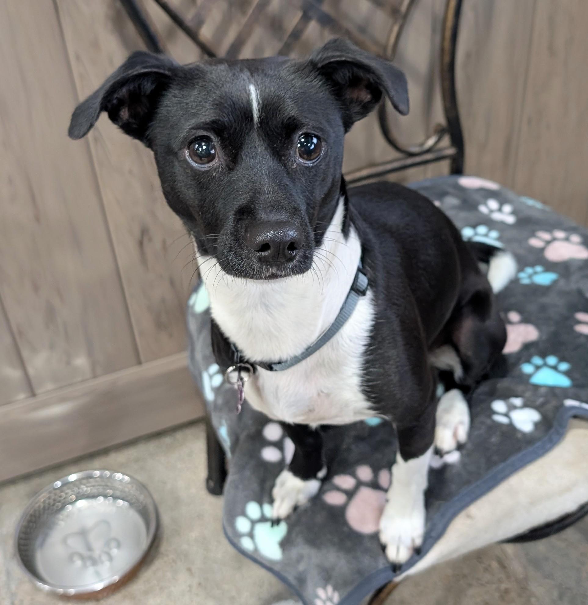 Clara, Adoptable, Young Female Chihuahua.