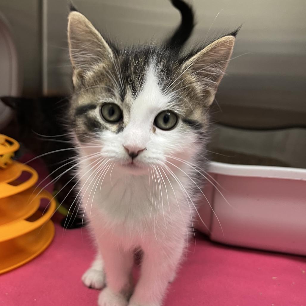 John-Boy, Adoptable, Kitten Male Domestic Short Hair.