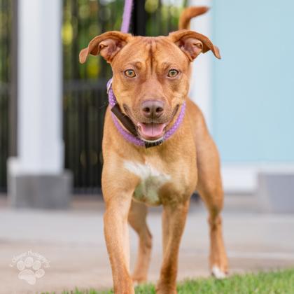 Enlarge Rusty, a Adoptable Mixed Breed in Honolulu, HI image 1/3