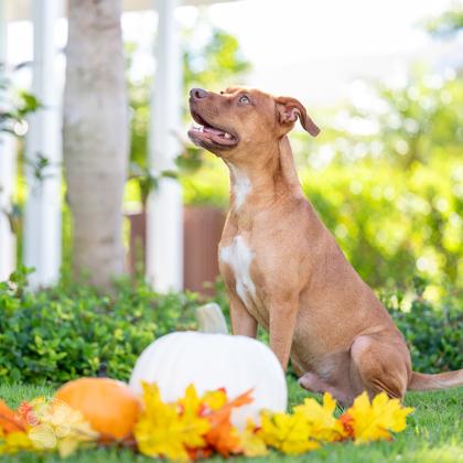 Enlarge Rusty, a Adoptable Mixed Breed in Honolulu, HI image 2/3