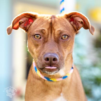 Enlarge Rusty, a Adoptable Mixed Breed in Honolulu, HI image 3/3