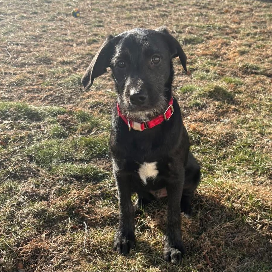 Twix, Adoptable, Puppy Male Poodle.