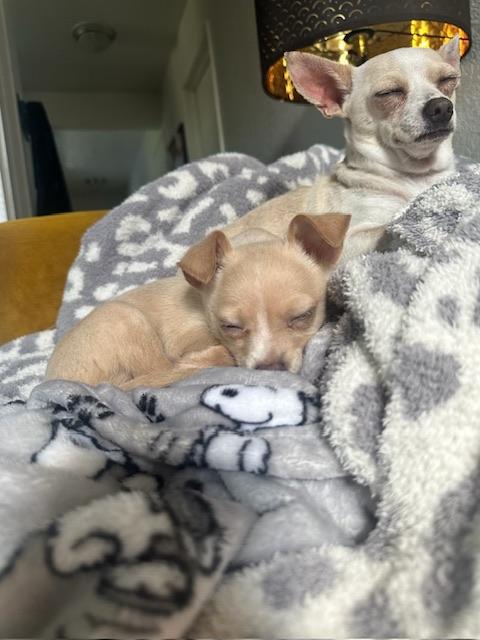 Richie, a Adoptable mixed breed in clayton , CA image 5/5