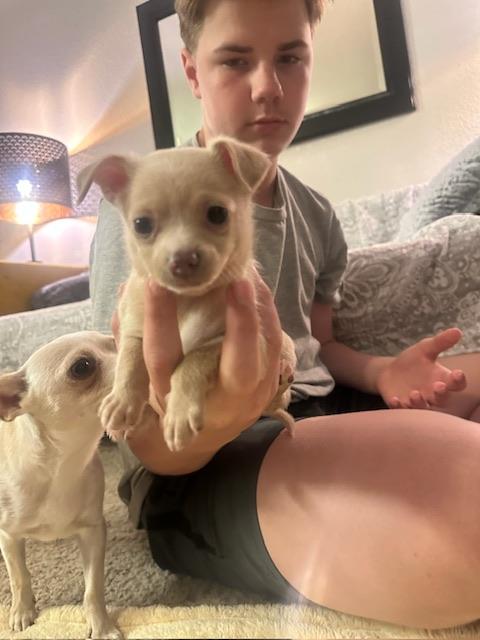 Richie, a Adoptable mixed breed in clayton , CA image 2/5