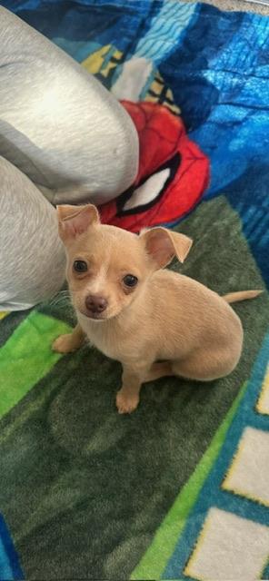 Richie, Adoptable, Puppy Male Terrier & Chihuahua.