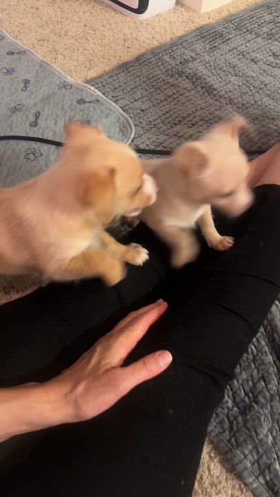 Enlarge Richie, a Adoptable mixed breed in clayton , CA video 3/5