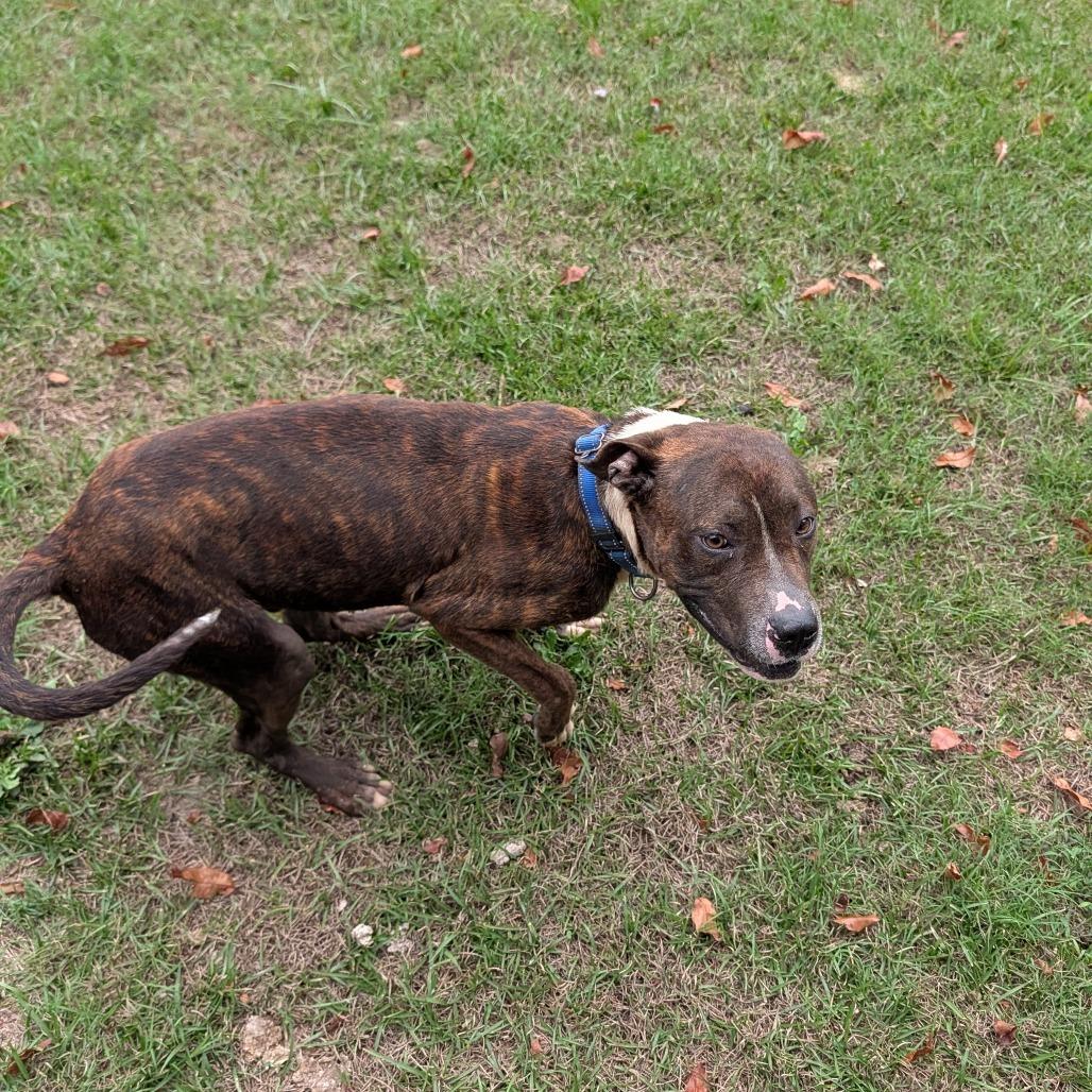 Marble, Adoptable, Young Male Terrier.
