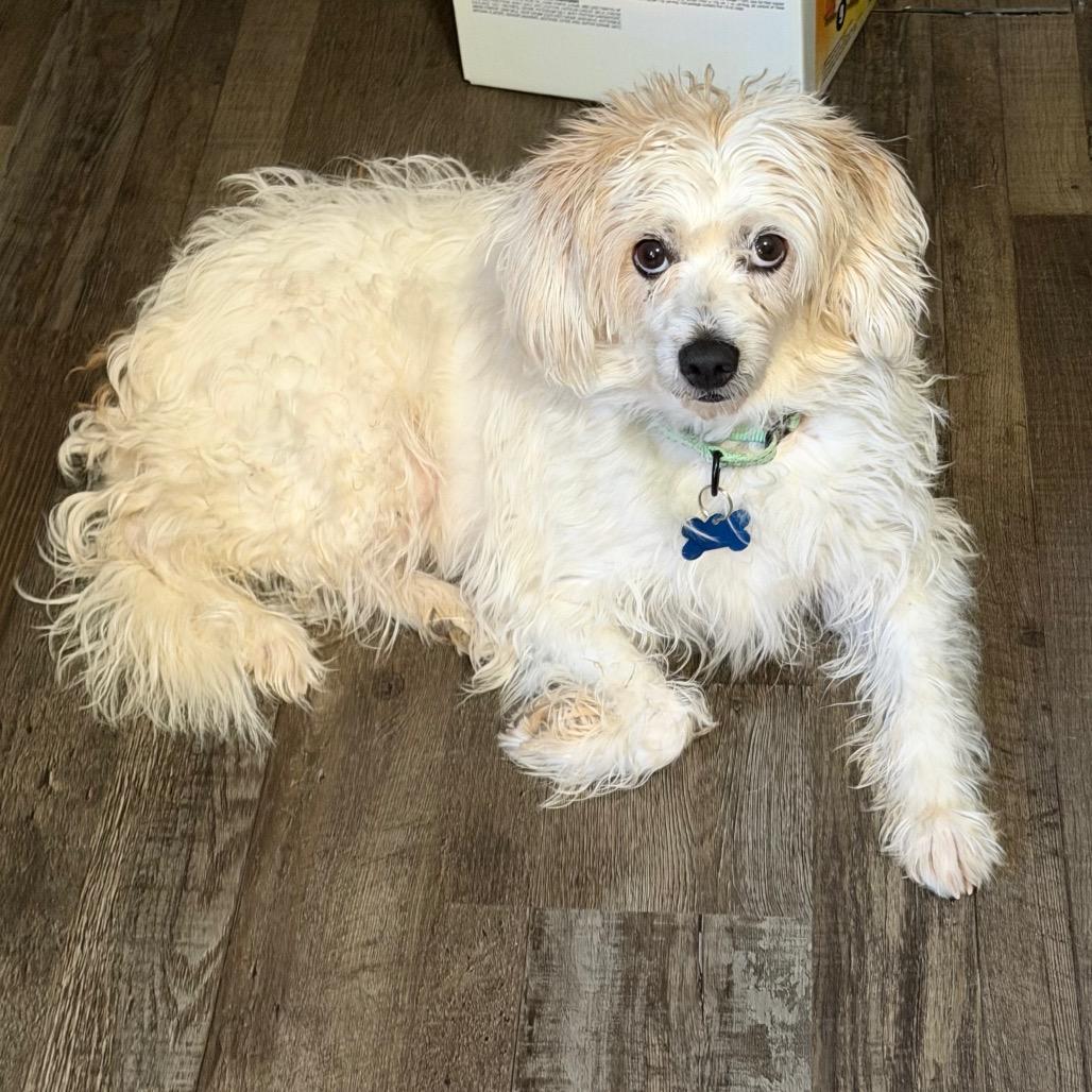 Enlarge Sunshine, a Adoptable mixed breed in Sequatchie, TN image 2/5