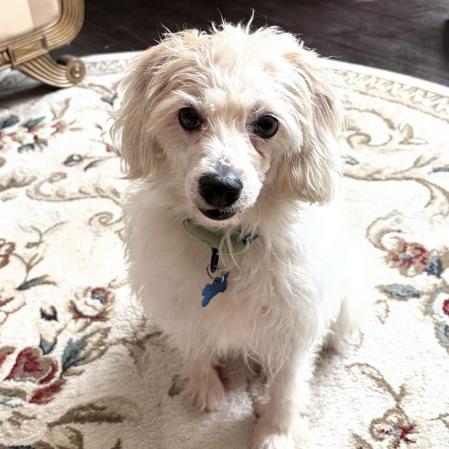 Enlarge Sunshine, a Adoptable mixed breed in Sequatchie, TN image 4/5