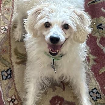 Enlarge Sunshine, a Adoptable mixed breed in Sequatchie, TN image 5/5
