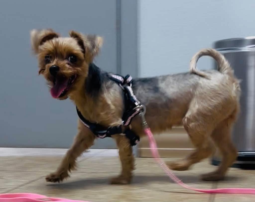 Stella, Adoptable, Adult Female Yorkshire Terrier.