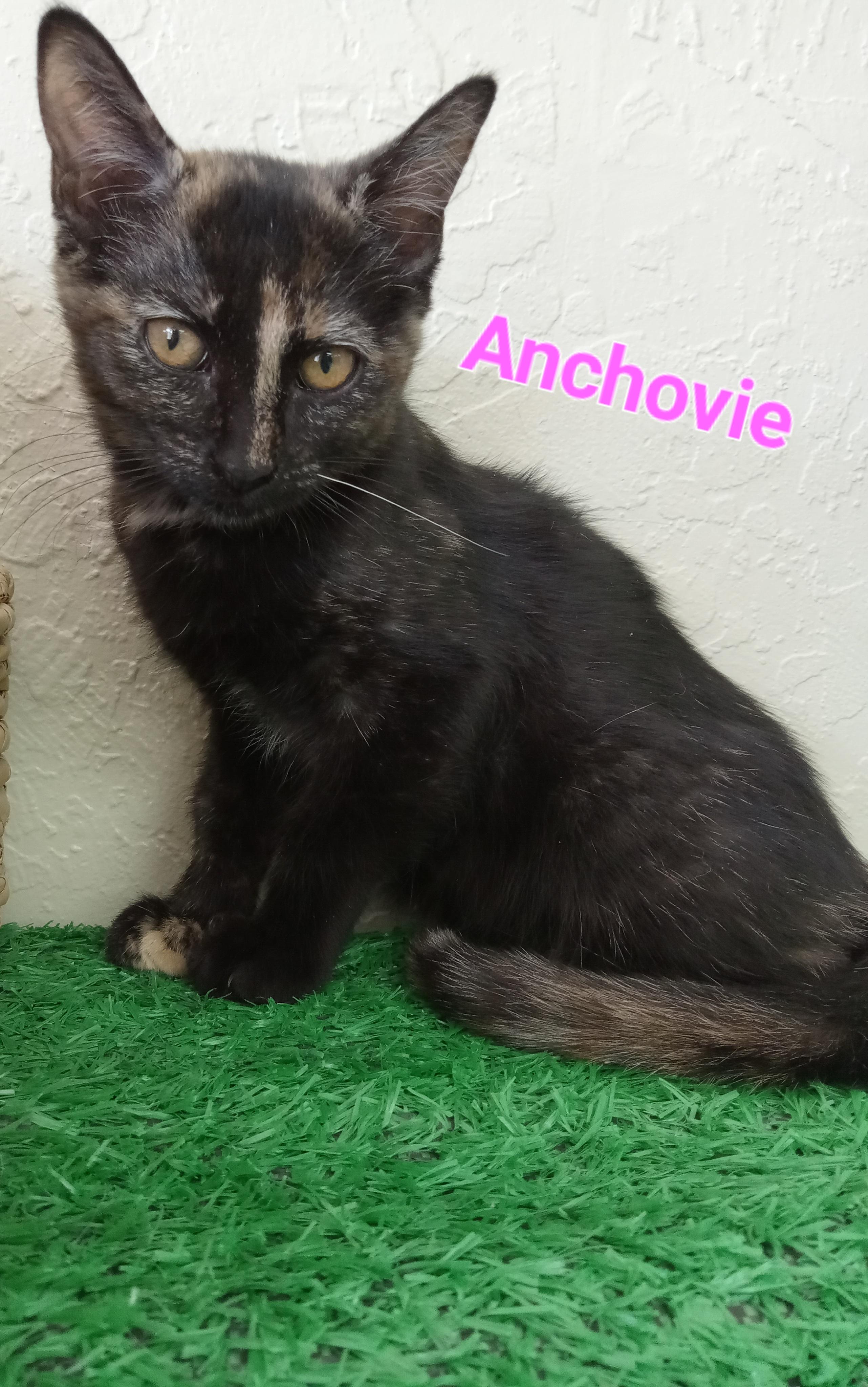 Anchovie, a Adoptable Domestic Short Hair in Yuma, AZ image 3/3