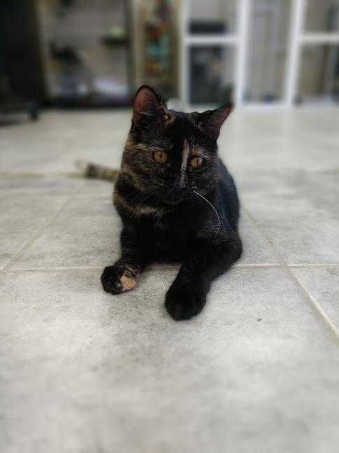 Anchovie, a Adoptable Domestic Short Hair in Yuma, AZ image 1/3