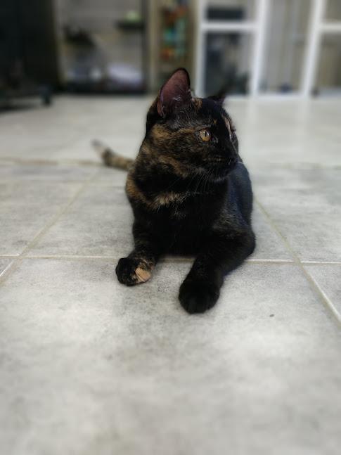 Anchovie, Adoptable, Kitten Female Domestic Short Hair.