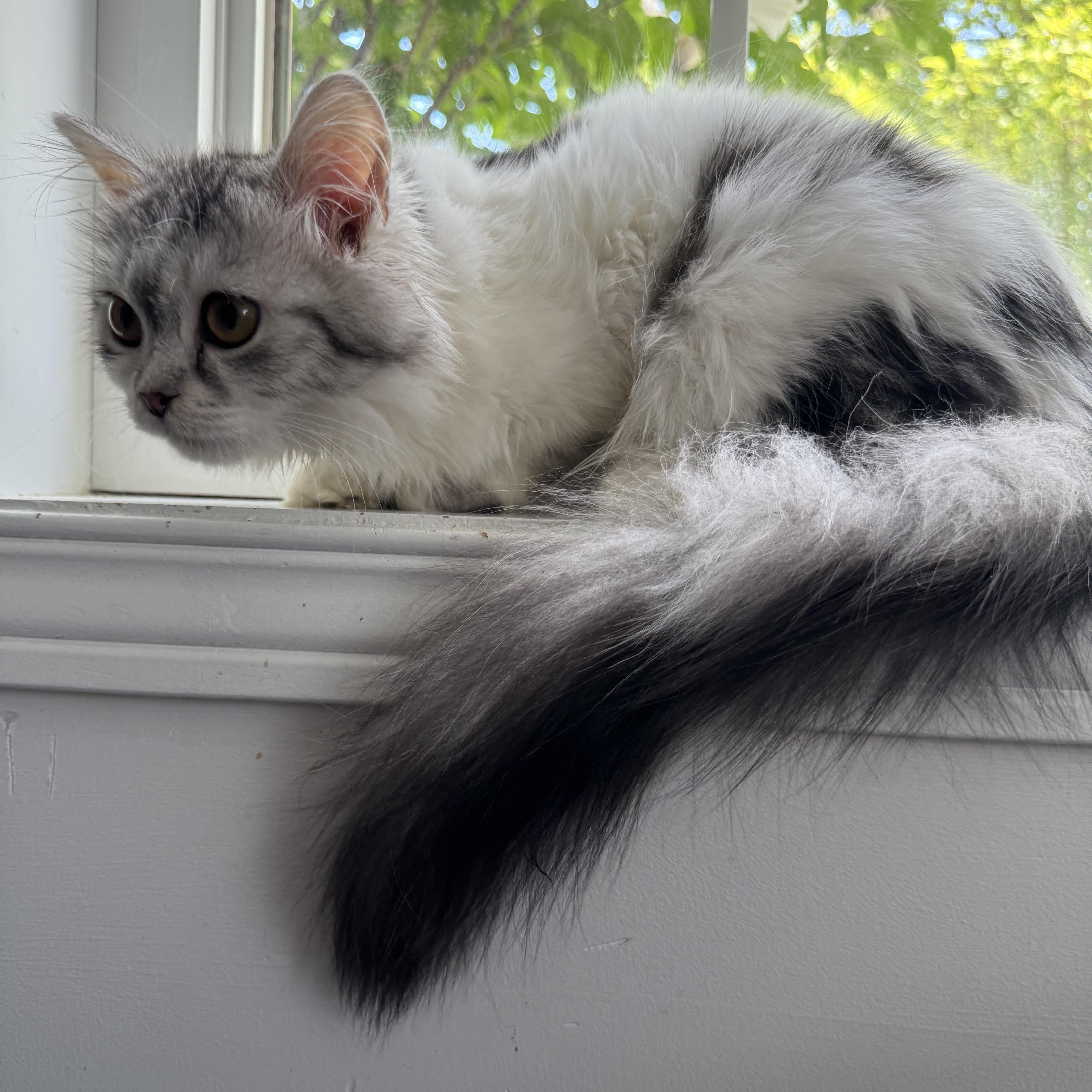 Cat Breeds With Fluffy Tails: Stunning Furry Friends to Know